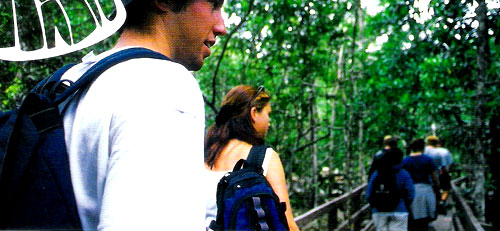 Trekking the Daintree Rainforest