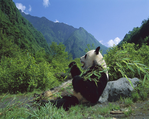 Giant Panda at Wolong Nature Reserve