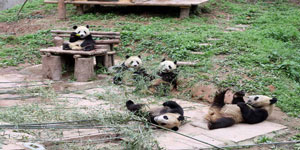 China Giant Panda Park