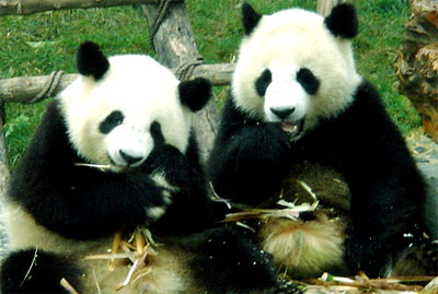 Chengdu Research Base Giant Panda