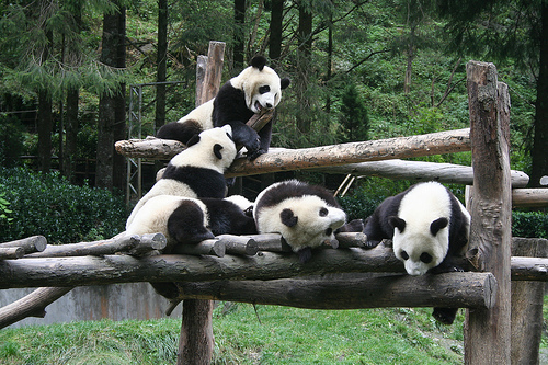 Giant Pandas In Wolon Nature Reserve, Sichuan