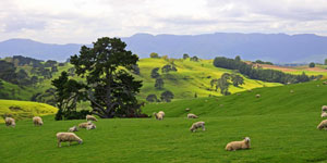 New Zealand Fascinating North Island Tour