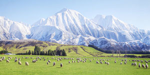 New Zealand Southern Experience Tour