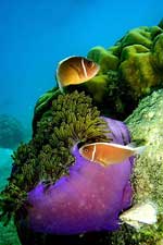 Anemone Sea Creature