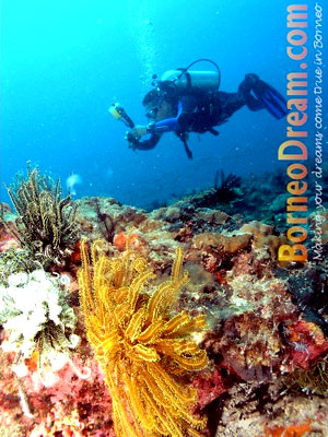 Scuba Diving at Mayne Rock, Sabah
